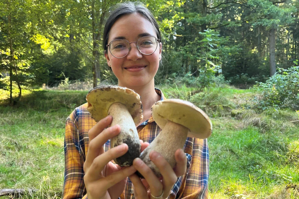 Thu hoạch nấm tại Đức